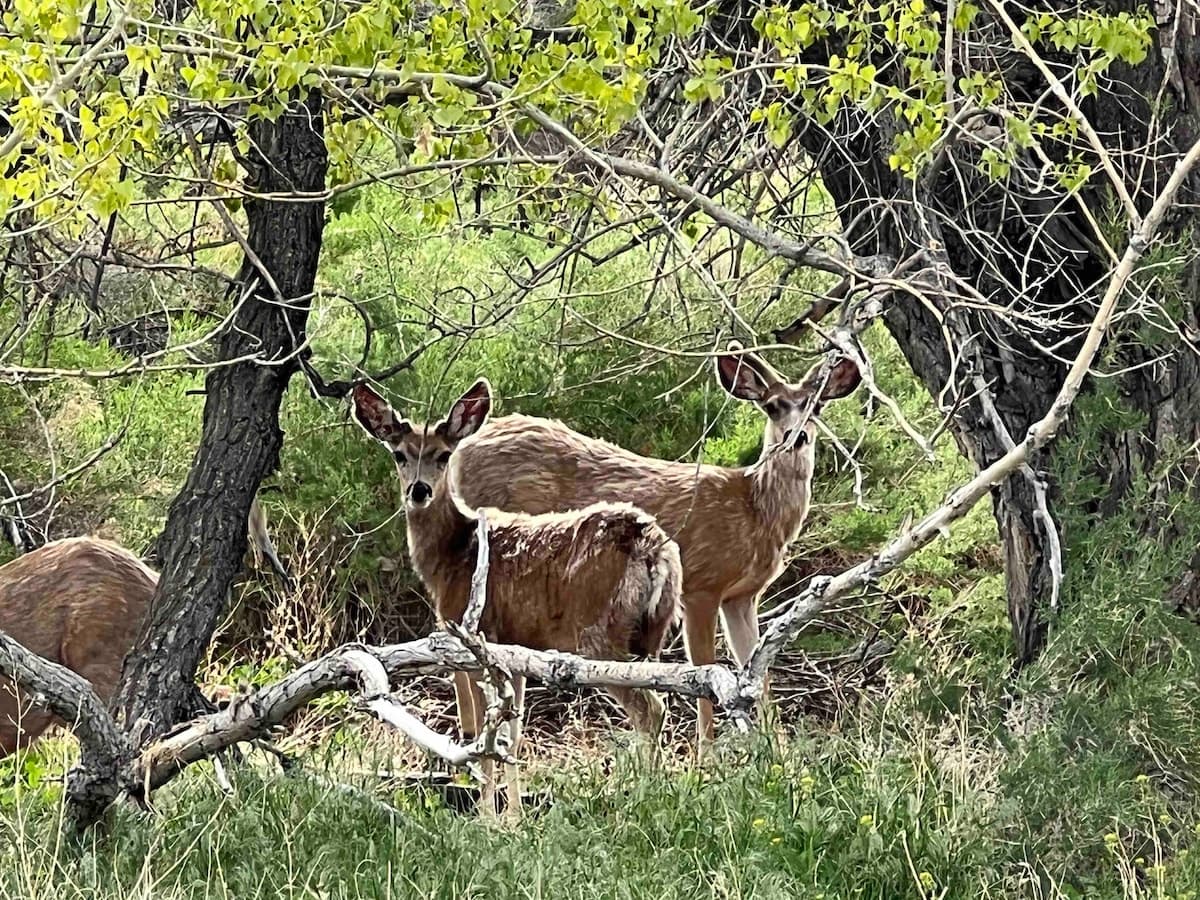 Shell, Wyoming